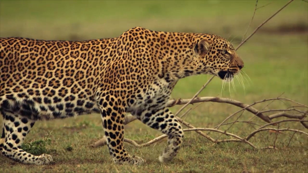 The Leopardess