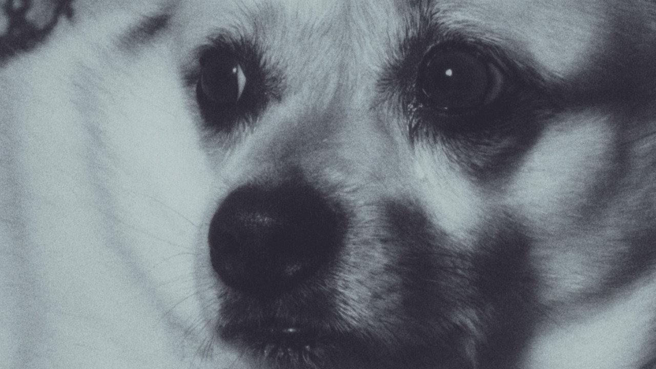 Adeline The Dog!