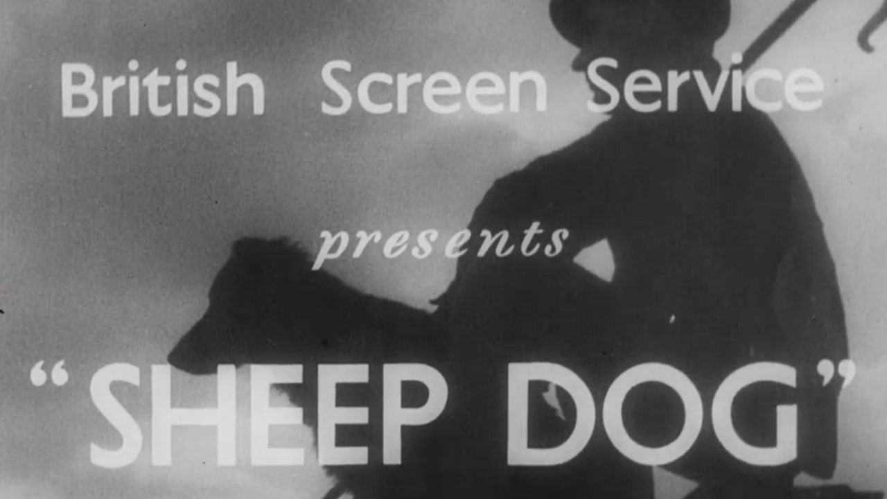 Sheep Dog