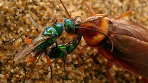 Zombie Roach & Mantis Shrimp Karate School