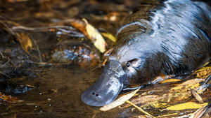 Part 2: Along a Platypus' Path