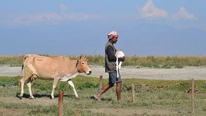 India's Realm of Big Animals