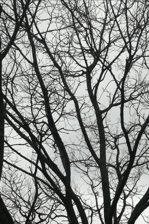 Tree Limbs